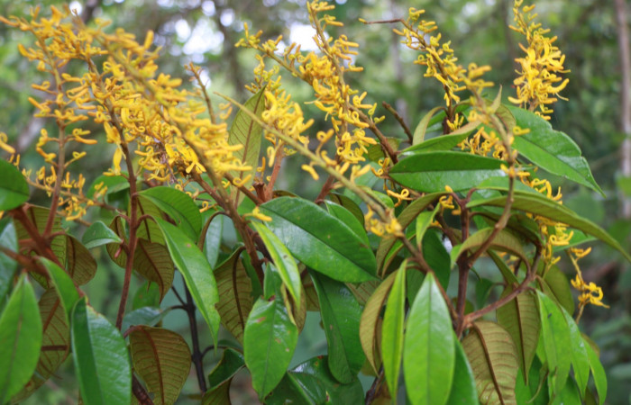 Figura. 16 Hojas <i>Vochysia ferruginea</i></i>, (Vochysiaceae). Area de Conservación Guanacaste, Sector Rincón Rain Forest, Estación Leiva, Sendero Jacobo, (elevación 461 metros), colectada el 15 de febrero 2021 . Foto, Jorge Hernández.
