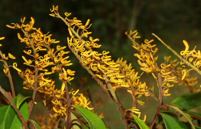 Figura. 17 Flores en espiga <i>Vochysia ferruginea</i></i>, (Vochysiaceae). Area de Conservación Guanacaste, Sector Rincón Rain Forest, Estación Leiva, Sendero Jacobo, (elevación 461 metros), colectada el 15 de febrero 2021 . Foto, Jorge Hernández.
