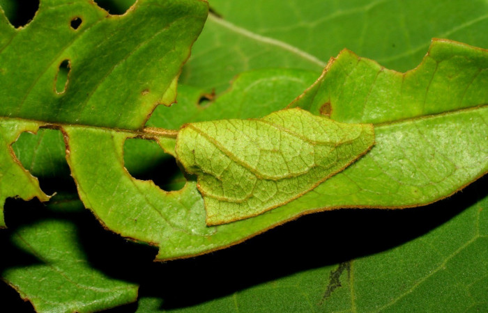 Figura 1. Detalle de casita hecha por la larva <i>Iliana</i></i> Burns01 (Hesperiidae), alimentándose en <i>Vochysia ferruginea</i></i> (Vochysiaceae), (07-SRNP-32860-DHJ433633.jpg). Colectada 20 Julio 2007. Sector Pitilla, Sendero Rotulo, (elevación 510 metros).