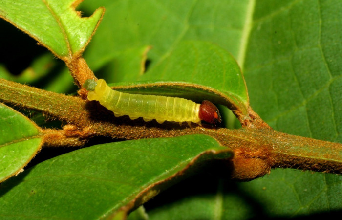 Figura 2. Larva en tercer estadio <i>Iliana</i></i> Burns01 (Hesperiidae), alimentándose en <i>Vochysia ferruginea</i></i> (Vochysiaceae), posición dorsal entero. Colectada 20 Julio 2007. Sector Pitilla, Sendero Rotulo, (elevación 510 metros). (07-SRNP-32860-DHJ433629.jpg).