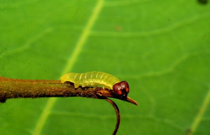 Figura 3. Larva en tercer estadio <i>Iliana</i></i> Burns01 (Hesperiidae), alimentándose en <i>Vochysia ferruginea</i></i> (Vochysiaceae), posición cabeza. Colectada 20 Julio 2007. Sector Pitilla, Sendero Rotulo, (elevación 510 metros). (07-SRNP-32860-DHJ433631.jpg).