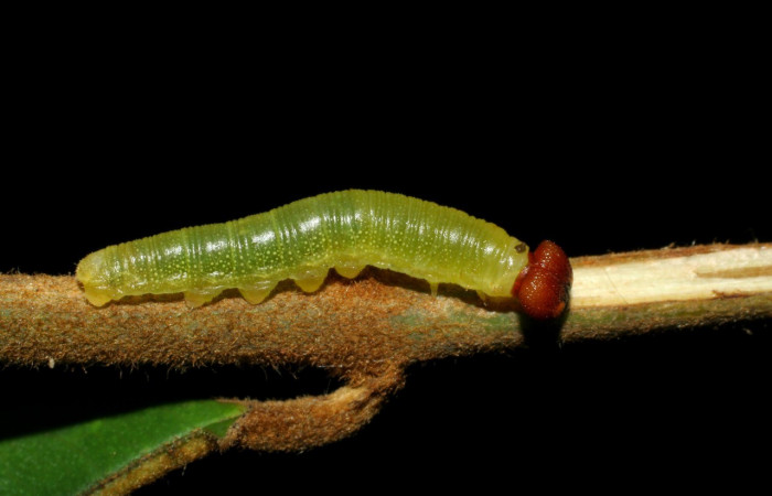 Figura 4. Larva en cuarto estadio <i>Iliana</i></i> Burns01 (Hesperiidae), alimentándose en <i>Vochysia ferruginea</i></i> (Vochysiaceae), posición lateral entero. Colectada 11 Agosto 2007. Sector Pitilla, Pasmompa, (elevación 440 metros). (05-SRNP-34656-DHJ424436.jpg).