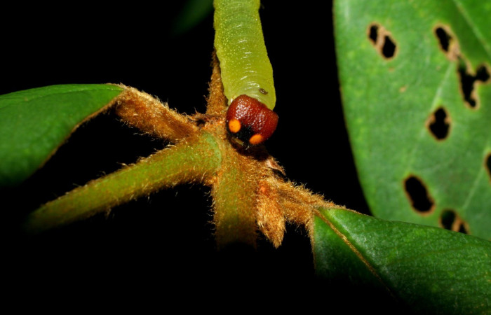 Figura 5. Larva en tercer cuarto <i>Iliana</i></i> Burns01 (Hesperiidae), alimentándose en <i>Vochysia ferruginea</i></i> (Vochysiaceae), posición cabeza. Colectada 11 Agosto 2007. Sector Pitilla, Pasmompa, (elevación 440 metros). (05-SRNP-34656-DHJ424438.jpg).