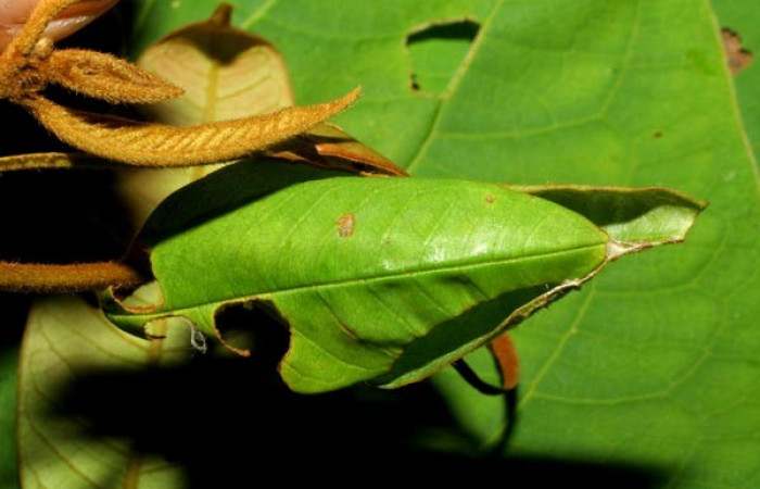 Figura 6. Detalle de casita de la larva <i>Iliana</i></i> Burns01 (Hesperiidae), alimentándose en <i>Vochysia ferruginea</i></i> (Vochysiaceae). Colectada 20 Julio 2007. Sector Pitilla, Casa Roberto, (elevación 520 metros). (07-SRNP-32919-DHJ433664.jpg).
