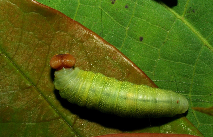 Figura 7. Larva en último estadio <i>Iliana</i></i> Burns01 (Hesperiidae), alimentándose en <i>Vochysia ferruginea</i></i> (Vochysiaceae), posición dorsal entero. Colectada 20 Julio 2007. Sector Pitilla, Casa Roberto, (elevación 520 metros).  (07-SRNP-32919-DHJ433665.jpg).