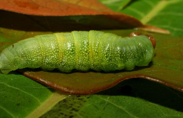 Figura 8. Larva en último estadio <i>Iliana</i></i> Burns01 (Hesperiidae), alimentándose en <i>Vochysia ferruginea</i></i> (Vochysiaceae), posición lateral entero. Colectada 20 Julio 2007. Sector Pitilla, Casa Roberto, (elevación 520 metros). (07-SRNP-32919-DHJ433671.jpg).