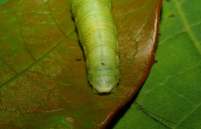 Figura 9. Larva en último estadio <i>Iliana</i></i> Burns01 (Hesperiidae), alimentándose en <i>Vochysia ferruginea</i></i> (Vochysiaceae), posición parte posterior. Colectada 20 Julio 2007. Sector Pitilla, Casa Roberto, (elevación 520 metros). (07-SRNP-32919-DHJ433674.jpg).