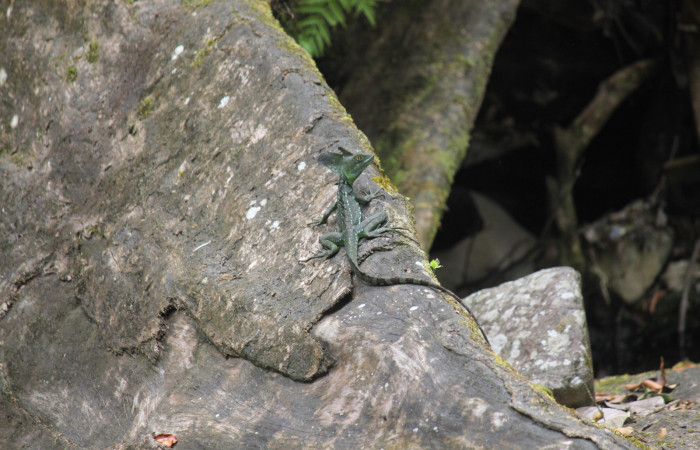 Figura 1. Macho adulto de <i>Basiliscus plumifrons</i></i> (Familia), Lagartija Jesucristo. Sector xxxx.Foto, Roster Moraga, 8 Abril del 2021