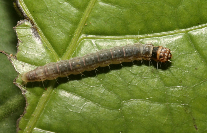 Figura 1. Larva <i>Cerconota scolopacina</i></i> (Depressariidae), Tercer estadio posición dorsal, mide 8 mm aproximadamente. Planta hospedera <i>Pachira aquatica</i></i> (Malvaceae). Voucher: 14-SRNP-75668-DHJ716134.jpg