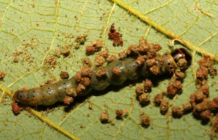 Figura 10. Larva <i>Cerconota scolopacina</i></i> (Depressariidae), Último estadio posición dorsal, mide 35 mm aproximadamente. Planta hospedera <i>Pachira aquatica</i></i> (Malvaceae). Voucher: 08-SRNP-65019-DHJ436108.jpg