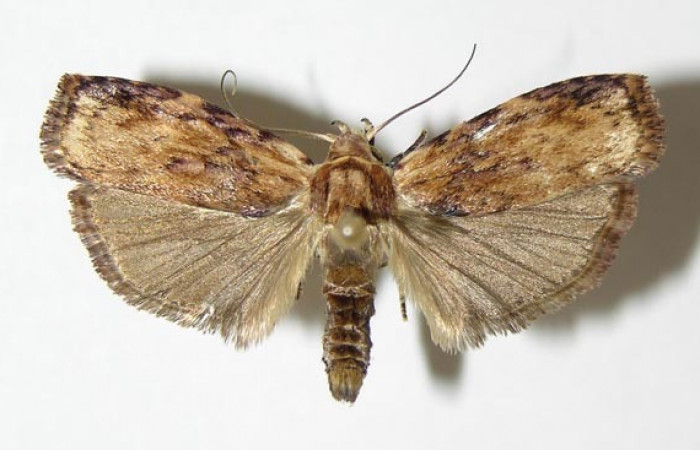 Figura 11. Adulto de <i>Cerconota scolopacina</i></i> (Depressariidae) mide 30 milímetros, posición dorsal, parte enfocada el torax y alas. Voucher: 01-SRNP-5092-DHJ340388