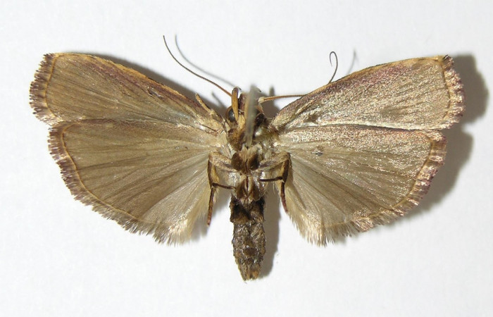 Figura 12. Adulto de <i>Cerconota scolopacina</i></i> (Depressariidae) mide 30 milímetros, posición ventral parte enfocada el abdomen y alas. Voucher:01-SRNP-5092-DHJ340389