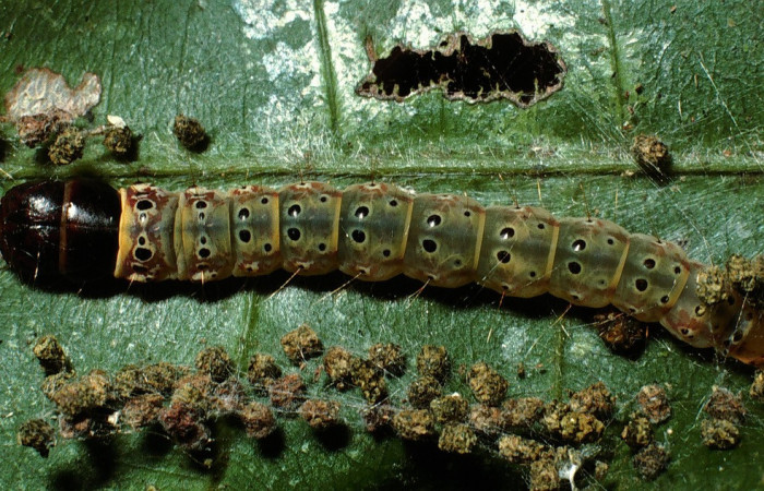 Figura 13. Larva <i>Cerconota scolopacinaDHJ01</i></i> (Depressariidae), último estadio posición dorsal, mide 35 mm aproximadamente. Planta hospedera <i>Pachira aquatica</i></i> (Malvaceae).03-SRNP-10827-DHJ75396.jpg