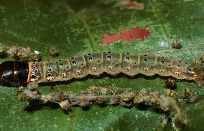 Figura 14. Larva <i>Cerconota scolopacinaDHJ01</i></i> (Depressariidae), Último estadio posición dorsal, mide 35 mm aproximadamente. Planta hospedera <i>Pachira aquatica</i></i> (Malvaceae).03-SRNP-10827-DHJ75397.jpg