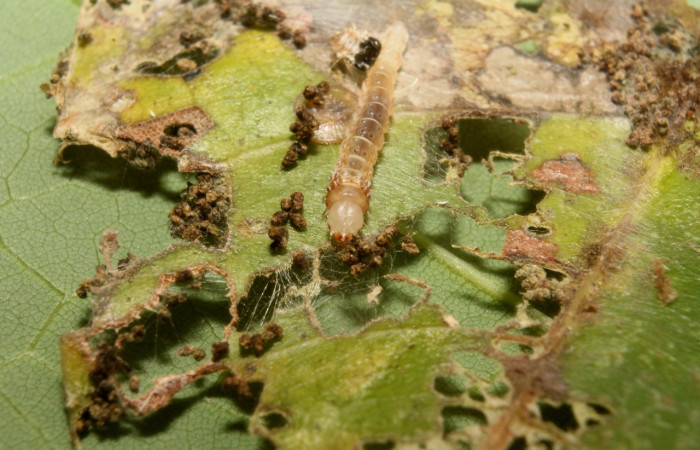 Figura 3. Larva <i>Cerconota scolopacina</i></i> (Depressariidae), Tercer estadio posición enfocada la cabeza, mide 8 mm aproximadamente. Planta hospedera <i>Pachira aquatica</i></i> (Malvaceae). Voucher: 14-SRNP-75668-DHJ716138.jpg