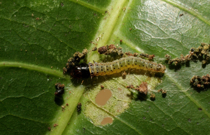 Figura 4. Larva <i>Cerconota scolopacina</i></i> (Depressariidae), Tercer estadio posición dorsal, mide 8 mm aproximadamente. Planta hospedera <i>Pachira aquatica</i></i> (Malvaceae). Voucher: 14-SRNP-42711-DHJ803184.jpg