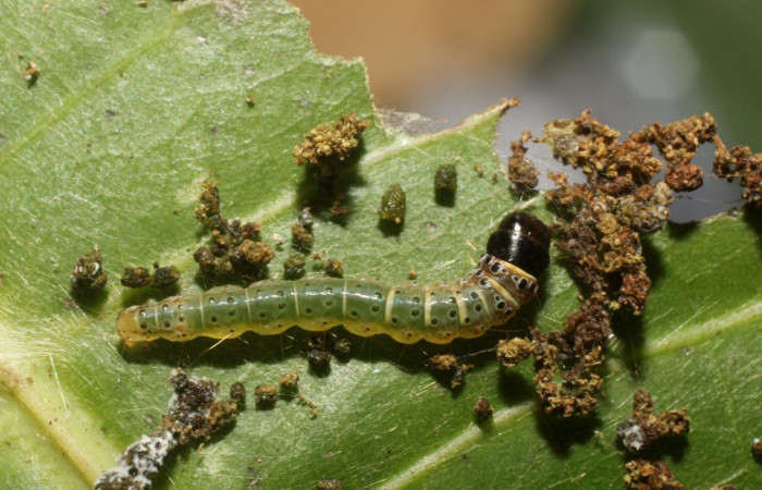 Figura 6. Larva <i>Cerconota scolopacina</i></i> (Depressariidae), cuarto estadio posición dorsal, mide 8 mm aproximadamente. Planta hospedera <i>Pachira aquatica</i></i> (Malvaceae). Voucher: 14-SRNP-42699-DHJ803179.jpg
