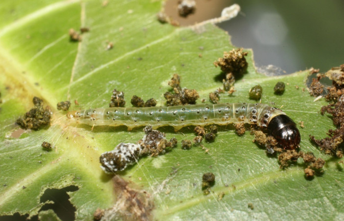 Figura 7. Larva <i>Cerconota scolopacina</i></i> (Depressariidae), cuarto estadio posición lateral, mide 8 mm aproximadamente. Planta hospedera <i>Pachira aquatica</i></i> (Malvaceae). Voucher: 14-SRNP-42699-DHJ803177.jpg