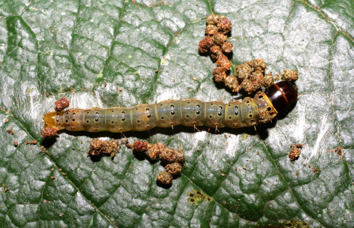 Figura 8. Larva <i>Cerconota scolopacina</i></i> (Depressariidae), Último estadio posición dorsal, mide 35 mm aproximadamente. Planta hospedera <i>Pachira aquatica</i></i> (Malvaceae). Voucher: 08-SRNP-65019-DHJ436100.jpg