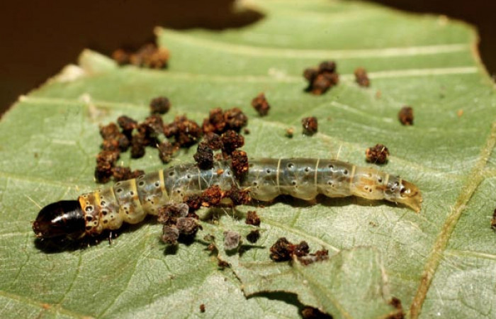 Figura 9. Larva <i>Cerconota scolopacina</i></i> (Depressariidae), Último estadio posición lateral, mide 35 mm aproximadamente. Planta hospedera <i>Pachira aquatica</i></i> (Malvaceae). Voucher: 11-SRNP-41430-DHJ482935.jpg