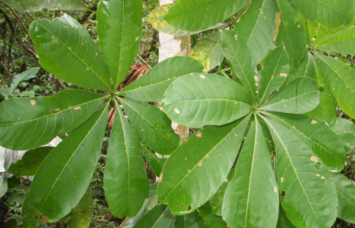 Figura 15. Plantas hospederas <i>Pachira aquatica</i></i> (Malvaceae), parte enfocada rama, planta donde se alimenta la larva de <i>Cerconota scolopacina</i></i> (Depressariidae).Voucher: BioBot05204-BB021113.JPG
