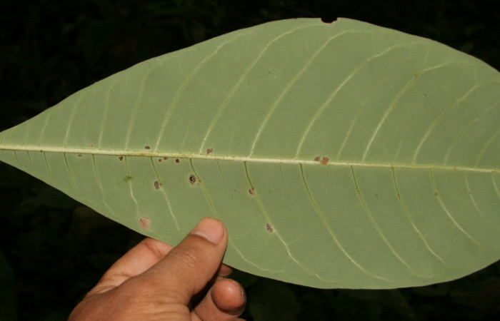 Figura 17. Plantas hospederas <i>Pachira aquatica</i></i> (Malvaceae), parte enfocada enves hojuela ventral, planta donde se alimenta la larva de <i>Cerconota scolopacina</i></i> (Depressariidae).Voucher: BioBot05204-BB021117.JPG