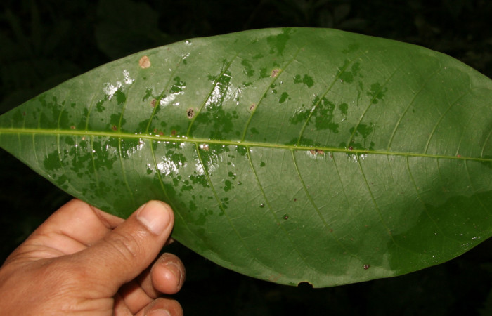 Figura 18. Plantas hospederas <i>Pachira aquatica</i></i> (Malvaceae), parte enfocada has hojuela dorso, planta donde se alimenta la larva de <i>Cerconota scolopacina</i></i> (Depressariidae).Voucher: BioBot05204-BB021118.JPG