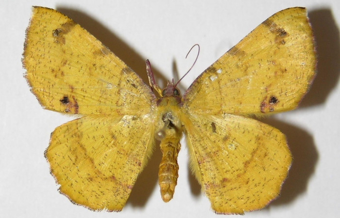 Figura. 11 Adulto <i>Erastria decrepitaria</i></i> (Geometridae), posición vista dorsal. (01-SRNP-15894-DHJ325814).