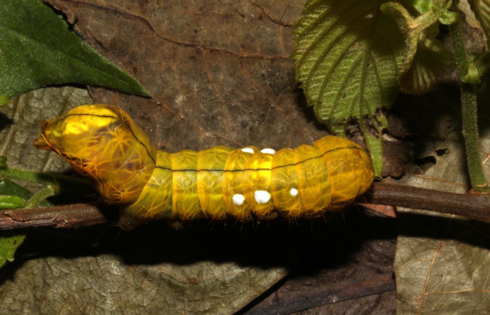 Figura. 12 Larva <i>Crinodes besckei</i></i> (Notodontidae), posición dorsal entero alimentándose en <i>Gouania polygama</i></i>, (Rhamnaceae). (19-SRNP-30839-DHJ765165.jpg).