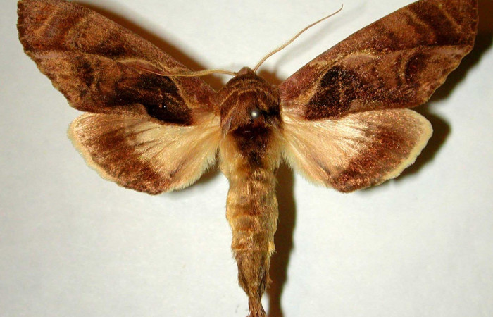 Figura. 13 Adulto <i>Crinodes besckei</i></i> (Notodontidae), posición vista dorsal. ( 81-SRNP-35-DHJ32672).