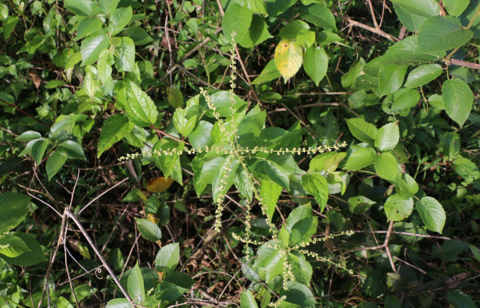 Figura. 1 Habitad <i>Gouania polygama</i></i>, (Rhamnaceae). Area de Conservación Guanacaste. Sector Rincón Rain Forest, Estación Leiva, Cafecito, (elevación 455 metros). Colectada el 15 Abril 2021. Foto. Jorge Hernández.
