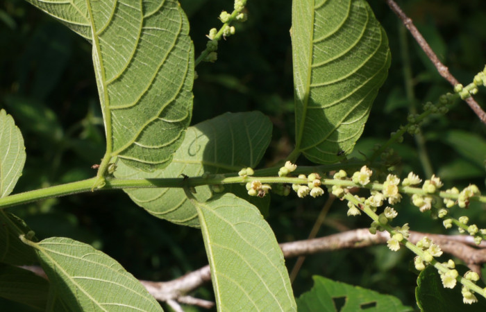 Figura. 2 Posición hojas <i>Gouania polygama</i></i>, (Rhamnaceae). Area de Conservación Guanacaste. Sector Rincón Rain Forest, Estación Leiva, Cafecito, (elevación 455 metros). Colectada el 15 Abril 2021. Foto. Jorge Hernández.