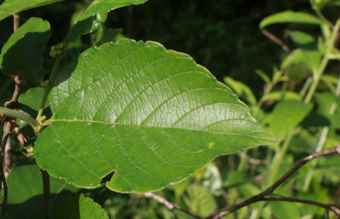Figura. 3 Hoja haz <i>Gouania polygama</i></i>, (Rhamnaceae). Area de Conservación Guanacaste. Sector Rincón Rain Forest, Estación Leiva, Cafecito, (elevación 455 metros). Colectada el 15 Abril 2021. Foto. Jorge Hernández.