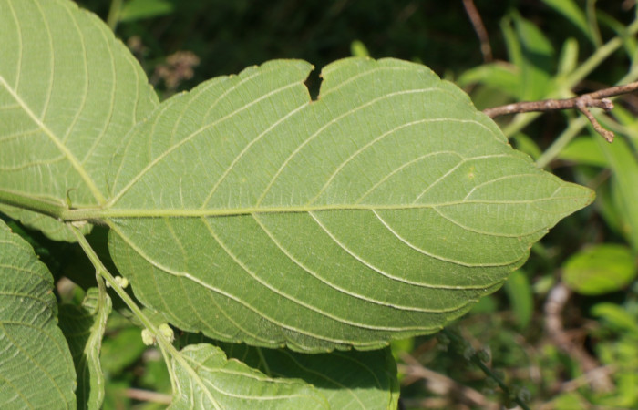 Figura. 4 Envés <i>Gouania polygama</i></i>, (Rhamnaceae). Area de Conservación Guanacaste. Sector Rincón Rain Forest, Estación Leiva, Cafecito, (elevación 455 metros). Colectada el 15 Abril 2021. Foto. Jorge Hernández.