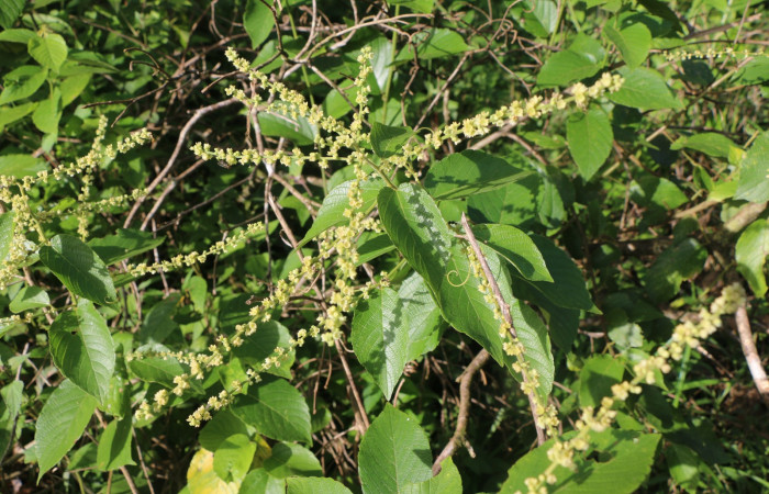 Figura. 5 Flores en espiga <i>Gouania polygama</i></i>, (Rhamnaceae). Area de Conservación Guanacaste. Sector Rincón Rain Forest, Estación Leiva, Cafecito, (elevación 455 metros). Colectada el 15 Abril 2021. Foto. Jorge Hernández.