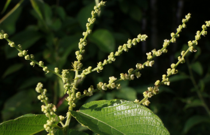 Figura. 6 Flores en espiga <i>Gouania polygama</i></i>, (Rhamnaceae). Area de Conservación Guanacaste. Sector Rincón Rain Forest, Estación Leiva, Cafecito, (elevación 455 metros). Colectada el 15 Abril 2021. Foto. Jorge Hernández.