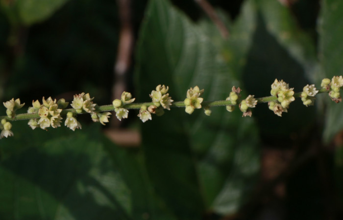 Figura. 7 Flores en espiga <i>Gouania polygama</i></i>, (Rhamnaceae). Area de Conservación Guanacaste. Sector Rincón Rain Forest, Estación Leiva, Cafecito, (elevación 455 metros). Colectada el 15 Abril 2021. Foto. Jorge Hernández.