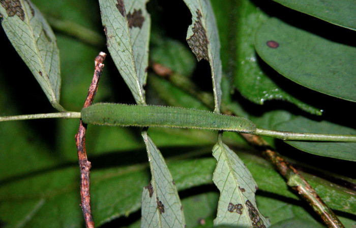 Figura 7. Larva <i>Eurema boisduvaliana</i></i> (Pieridae), cuarto estadio posición dorsal, planta hospedera <i>Senna pallida</i></i> (Fabaceae).
Mide 15 mm aproximadamente. Voucher: 04-SRNP-47379-DHJ401865.jpg.