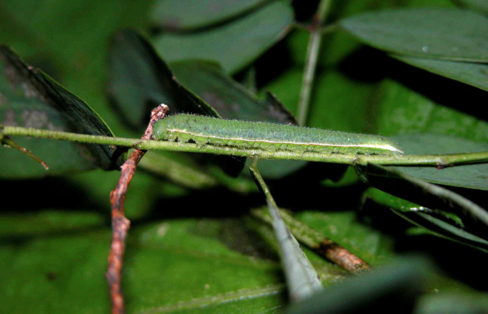 Figura 1. Larva <i>Eurema boisduvaliana</i></i> (Pieridae), cuarto estadio posición lateral, en planta hospedera <i>Senna pallida</i></i>
(Fabaceae). Mide 15 mm aproximadamente. Voucher: 04-SRNP-47379-DHJ401866.jpg.