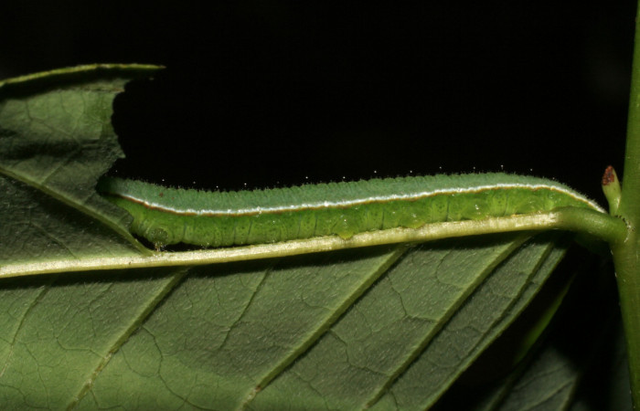 Figura 2. Larva <i>Eurema boisduvaliana</i></i> (Pieridae), cuarto estadio posición lateral, en planta hospedera <i>Senna pallida</i></i>
(Fabaceae). Mide 15 mm aproximadamente. Voucher: 07-SRNP-22022-DHJ426440.jpg.