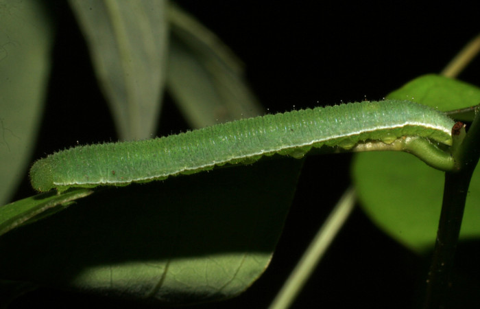 Figura 3. Larva <i>Eurema boisduvaliana</i></i> (Pieridae), cuarto estadio posición lateral, en planta hospedera <i>Senna pallida</i></i>
(Fabaceae). Mide 15 mm aproximadamente. Voucher: 07-SRNP-22022-DHJ426441.jpg.