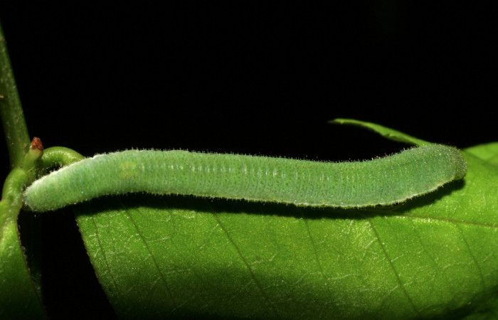 Figura 4. Larva <i>Eurema boisduvaliana</i></i> (Pieridae), cuarto estadio posición dorsal, planta hospedera <i>Senna pallida</i></i> (Fabaceae).
Mide 15 mm aproximadamente. Voucher: 07-SRNP-22022-DHJ426442.jpg.