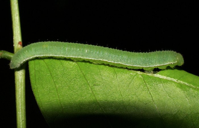 Figura 5. Larva <i>Eurema boisduvaliana</i></i> (Pieridae), cuarto estadio posición lateral, planta hospedera <i>Senna pallida</i></i> (Fabaceae).
Mide 15 mm aproximadamente. Voucher: 07-SRNP-22022-DHJ426443.jpg.