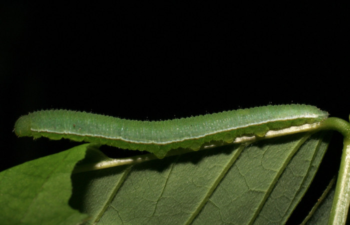 Figura 6. Larva <i>Eurema boisduvaliana</i></i> (Pieridae), cuarto estadio posición lateral, planta hospedera <i>Senna pallida</i></i> (Fabaceae).
Mide 15 mm aproximadamente. Voucher: 07-SRNP-22022-DHJ426444.jpg.