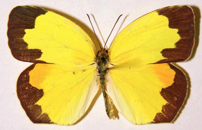 Figura 10. Adulto de macho de <i>Eurema boisduvaliana</i></i> (Pieridae). posición dorsal, Mide 39 milimetros, 91-SRNP-2014-DHJ34622.
Figura