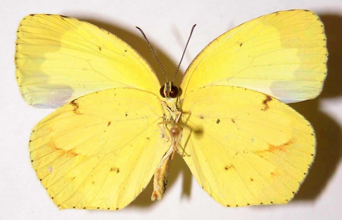 Figura 11. Adulto de macho de <i>Eurema boisduvaliana</i></i> (Pieridae). posición ventral, Mide 39 milimetros, 91-SRNP-2014-DHJ34623.
