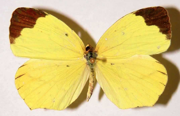 Figura 12. Adulto de hembra de <i>Eurema boisduvaliana</i></i> (Pieridae). posición dorsal, Mide 37 milimetros, 93-SRNP-7510-DHJ34620.