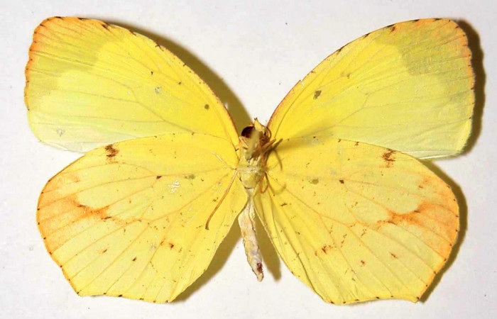 Figura 13. Adulto de hembra de <i>Eurema boisduvaliana</i></i> (Pieridae). posición ventral, Mide 37 milimetros 93-SRNP-7510-DHJ34621.