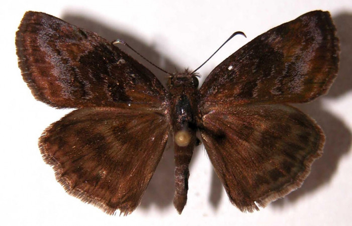 Fig.1 Adulto macho <i>Gesta invisus</i></i>, mostrando la parte dorsal.Voucher: 93-SRNP-5391-DHJ90094