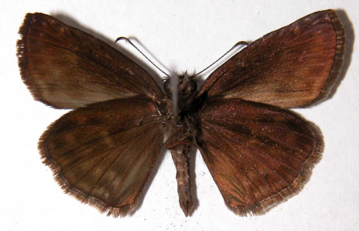 Fig.2 Adulto macho <i>Gesta invisus</i></i>, mostrando la parte ventral.Voucher: 93-SRNP-5391-DHJ90095